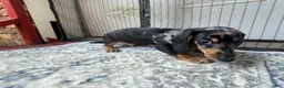 Miniature Dachshund dogs for sale: Girl 4 - Ad 2