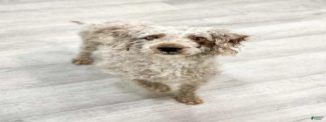 Cici