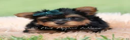 Yorkshire Terrier dogs for sale: Trinket - Ad 4