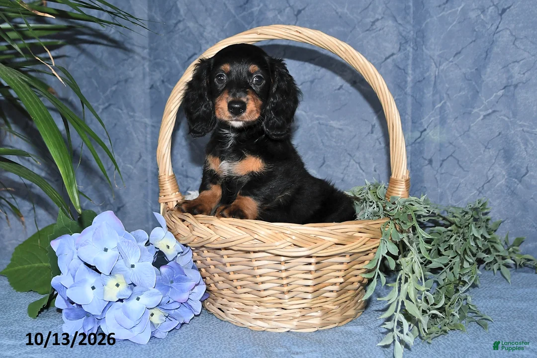 Miniature Dachshund dogs for sale: Summer - Ad 1