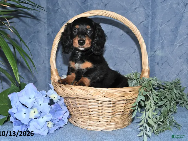 Miniature Dachshund dogs for sale: Summer - Ad 1