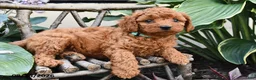 Cavapoo dogs for sale: Daisy - Ad 4