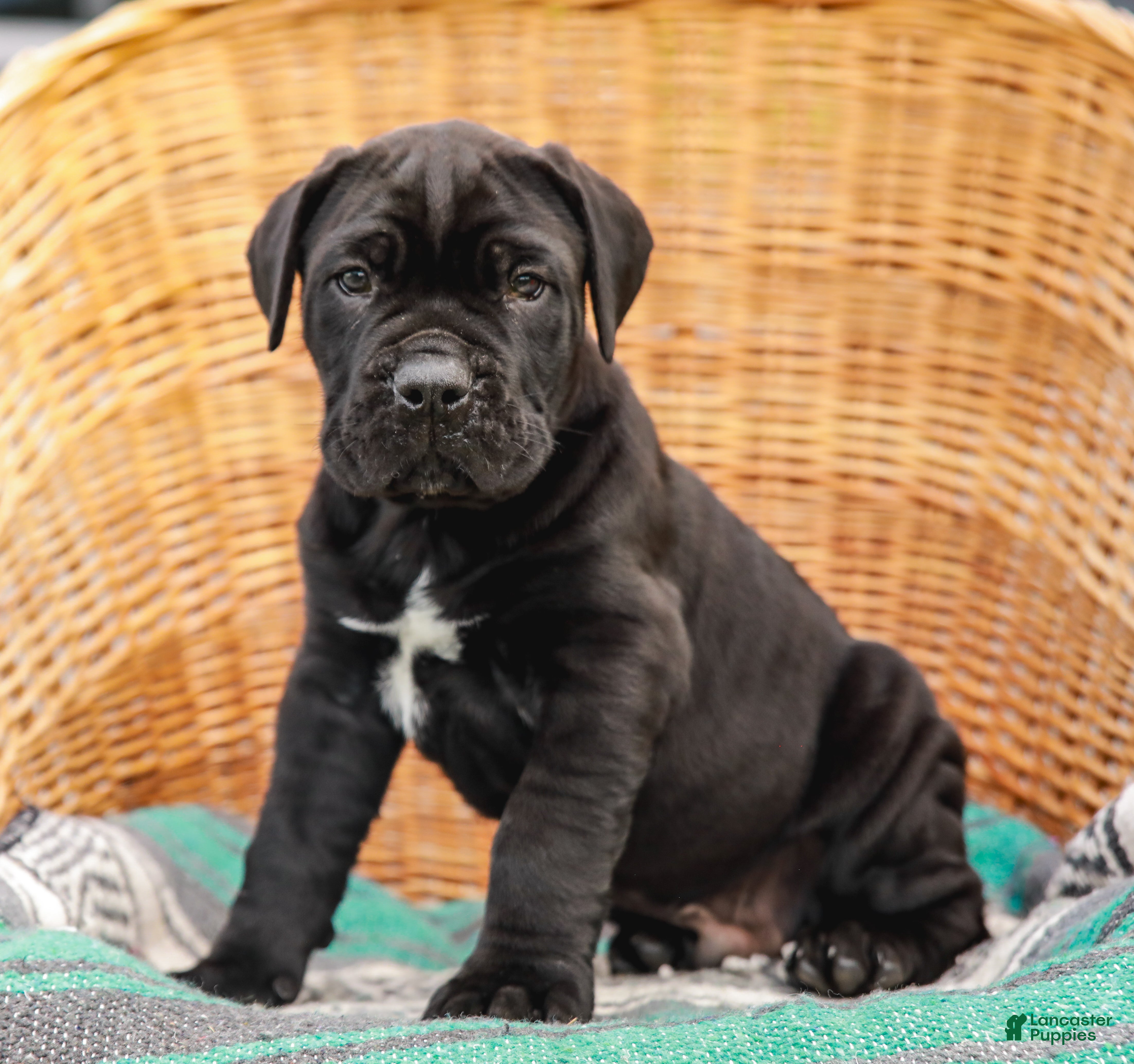 Cane Corso dogs for sale: Jett (Champion Bloodline) - Ad 3