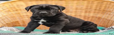 Jett (Champion Bloodline)