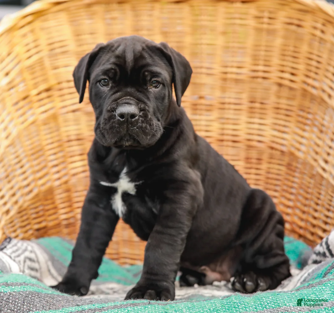 Cane Corso dogs for sale: Jett (Champion Bloodline) - Ad 1