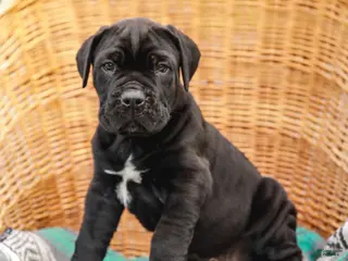 Cane Corso dogs for sale: Jett (Champion Bloodline) - Ad 3