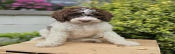 Bernedoodle dogs for sale: Callie - Ad 9