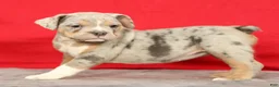 Beabull dogs for sale: Callie - Ad 6