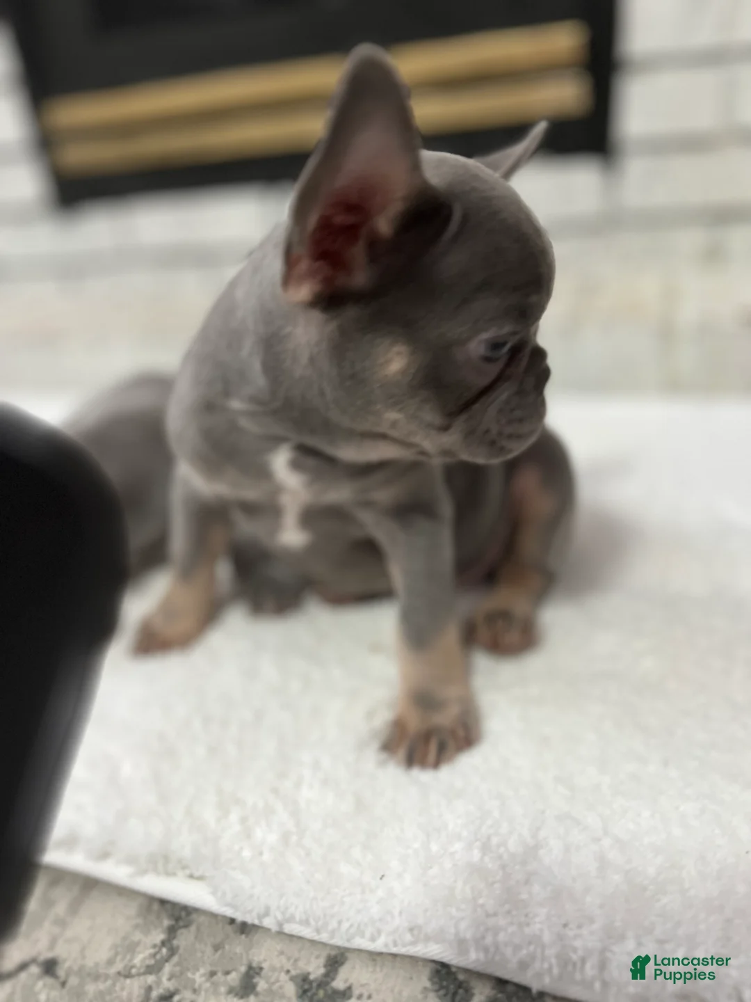 French Bulldog dogs for sale: Jethro - Ad 7