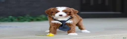 Cavapoo dogs for sale: Bruno - Ad 8