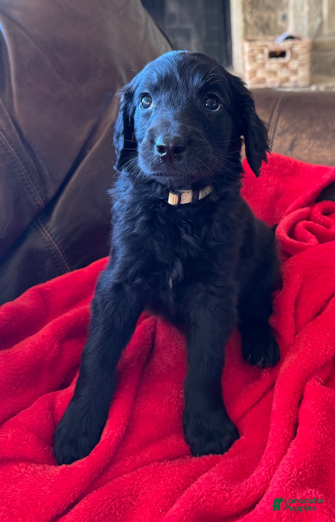 Goldendoodle dogs for sale: Yellow collar girl - Ad 10