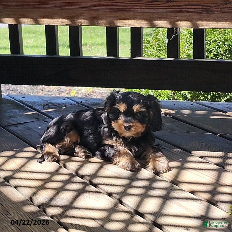 Cavapoo dogs Cupcake - Ad 1