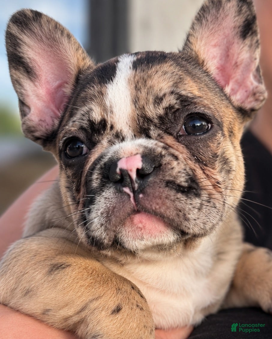 French Bulldog dogs Cheetah  - Ad 13