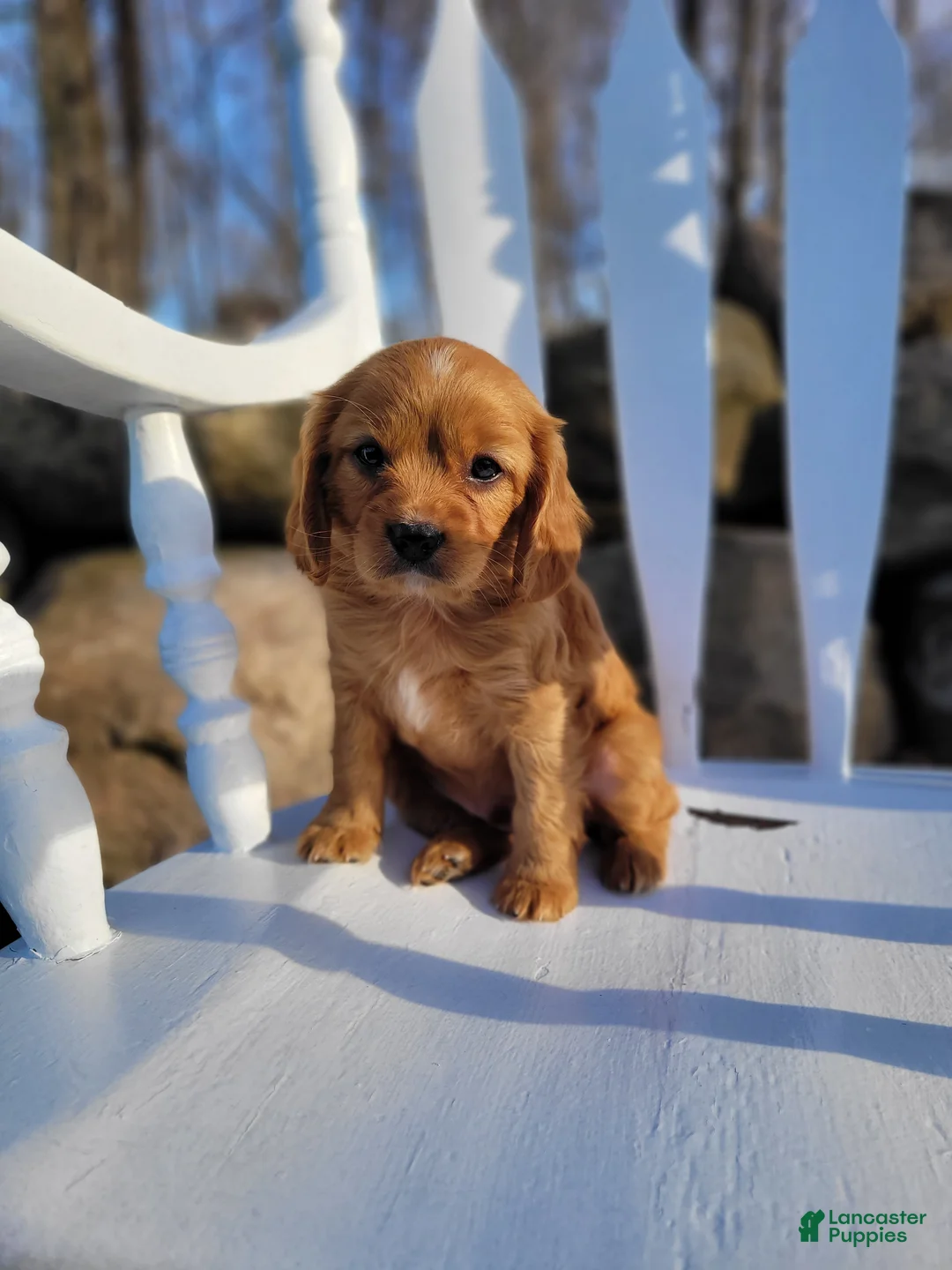 Cavapoo dogs for sale: Cavapoo Puppy 3 - Ad 1