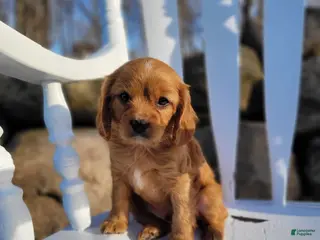 Cavapoo dogs for sale: Cavapoo Puppy 3 - Ad 2