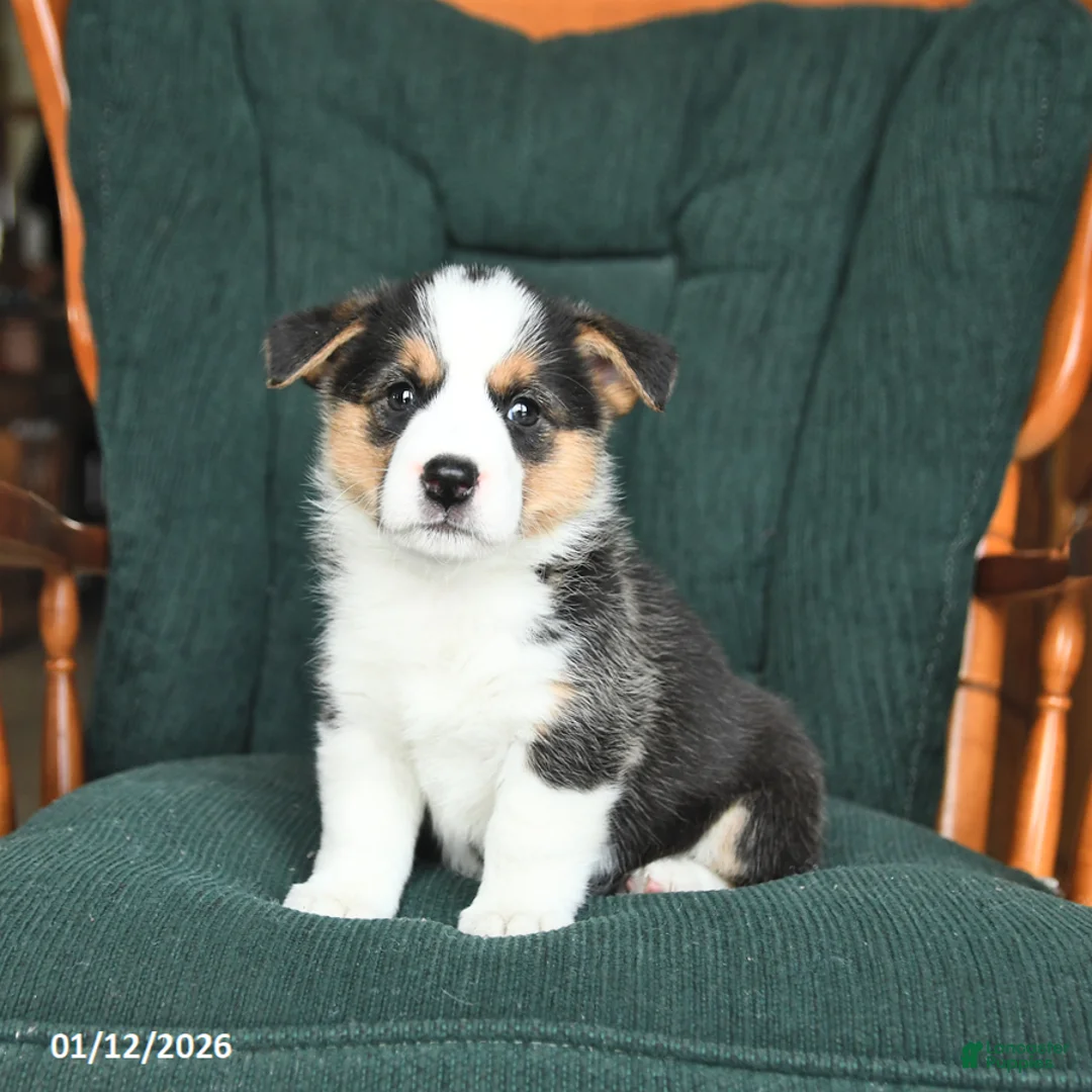 Welsh Corgi Pembroke dogs for sale: Irene - Ad 12