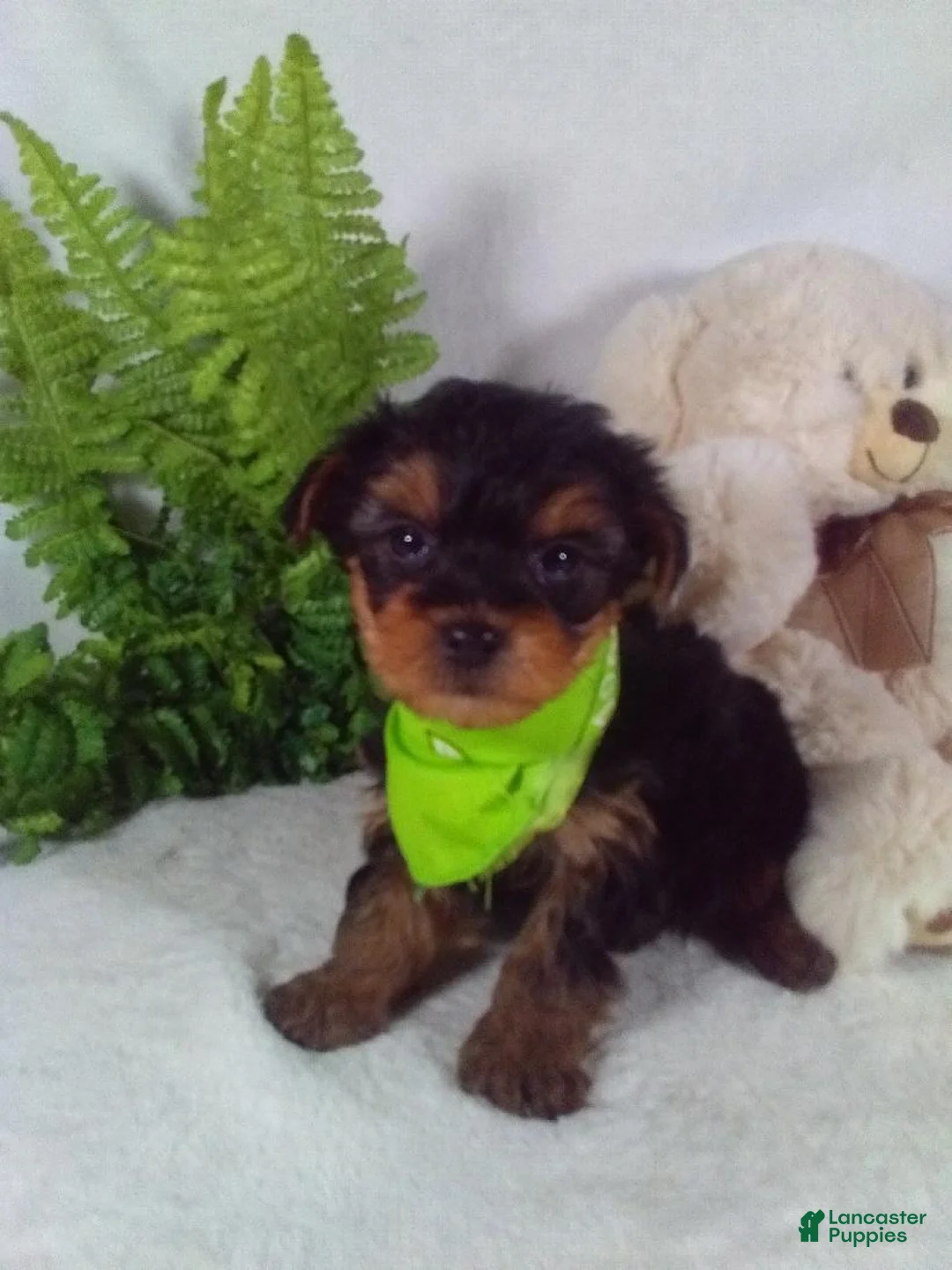 Yorkiepoo dogs for sale: George  - Ad 4