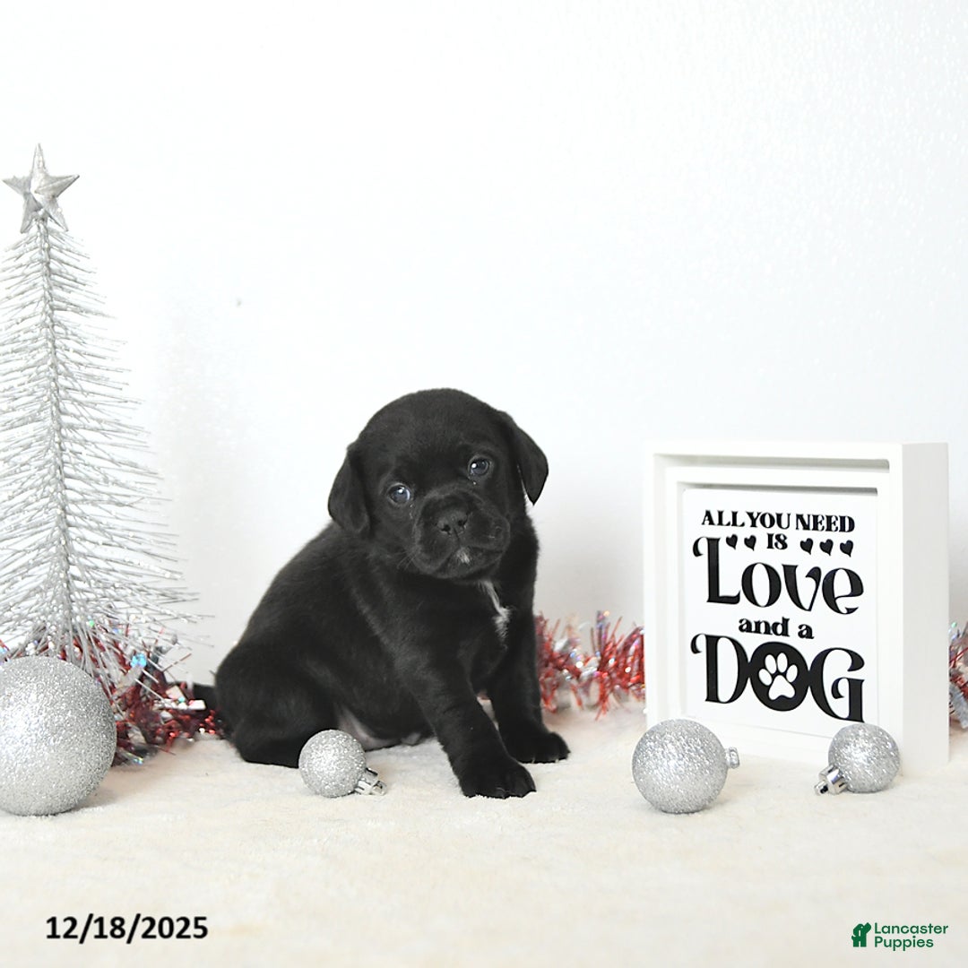 Puggle dogs for sale: Gabby - Ad 5