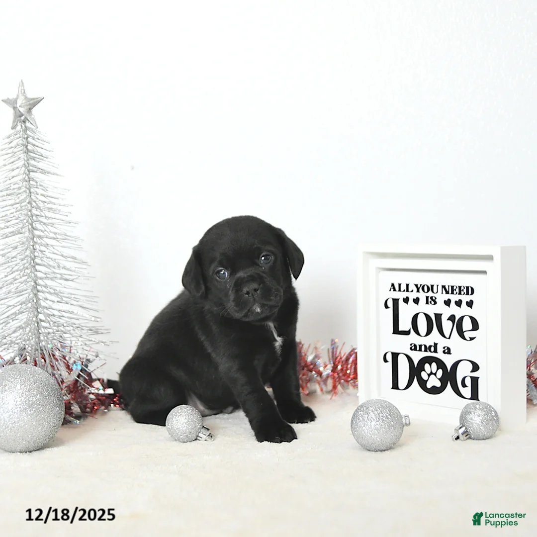 Puggle dogs for sale: Gabby - Ad 10