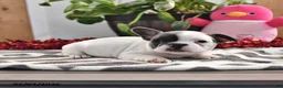 French Bulldog dogs for sale: Flora   - Ad 4