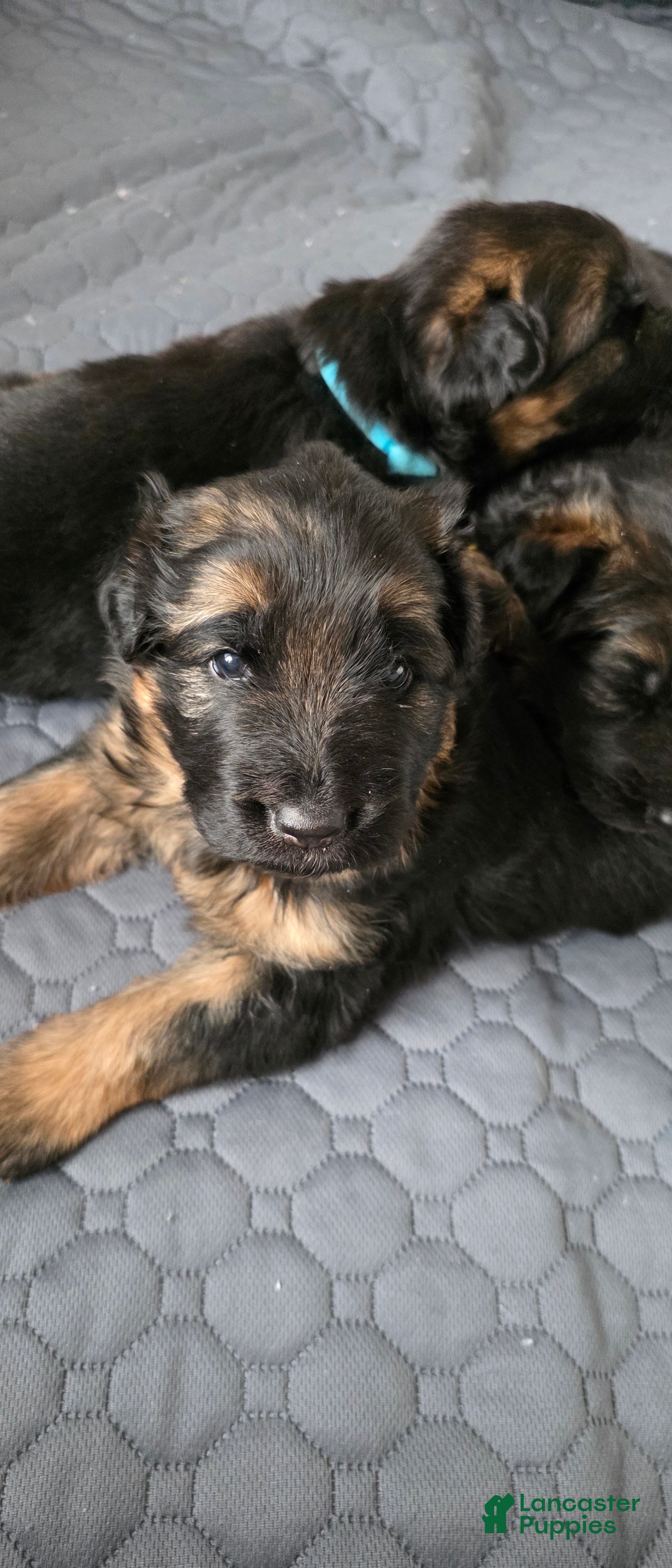 German Shepherd dogs German Shepherd Puppy 3 - Ad 34