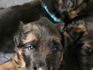 German Shepherd dogs German Shepherd Puppy 3 - Ad 34