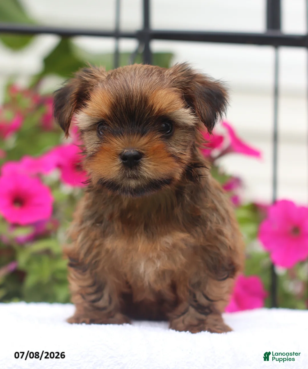 Shorkie dogs for sale: Mason - Ad 2