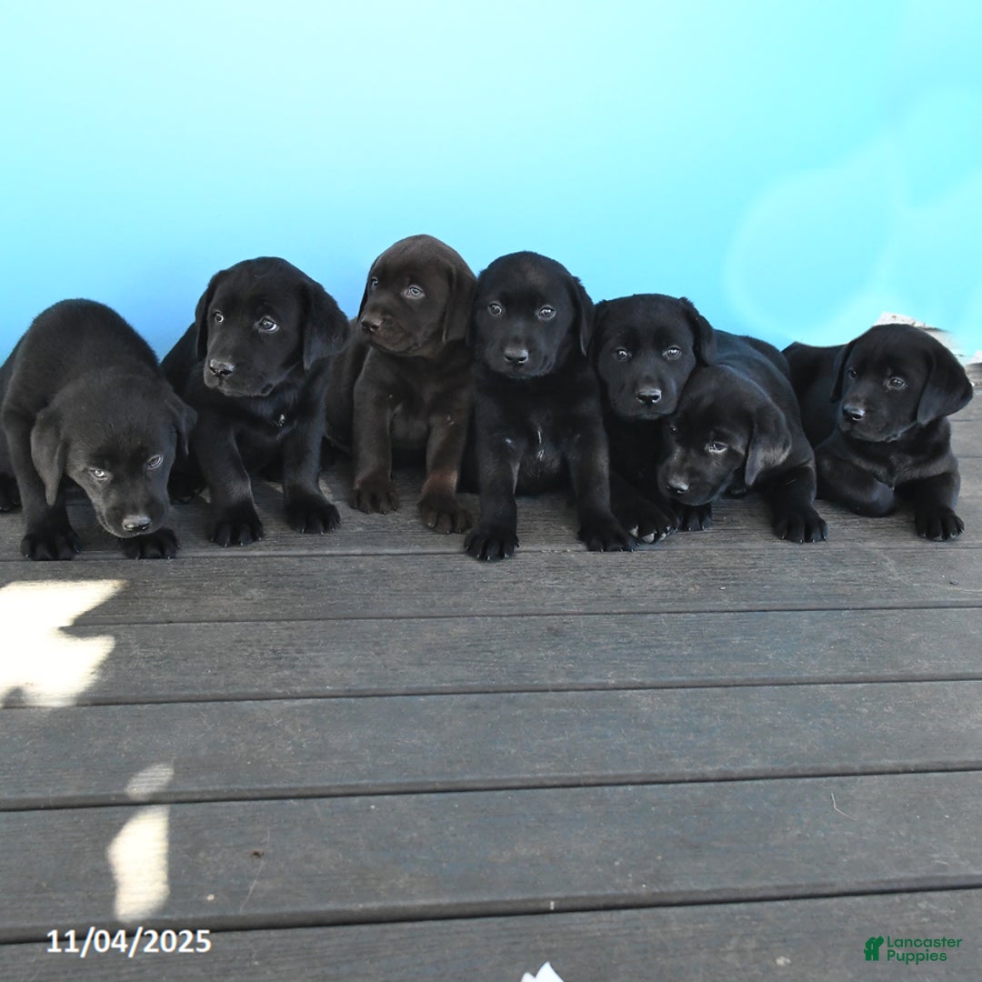 Labrador Retriever dogs for sale: Tina - Ad 3