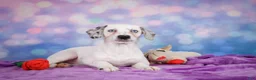 Mixed Breed dogs for sale: Lizzy - Ad 1