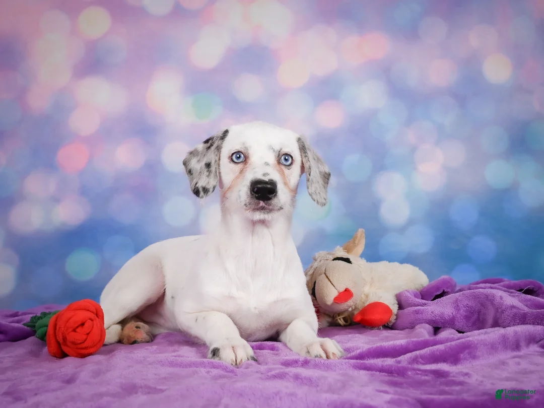 Mixed Breed dogs for sale: Lizzy - Ad 1
