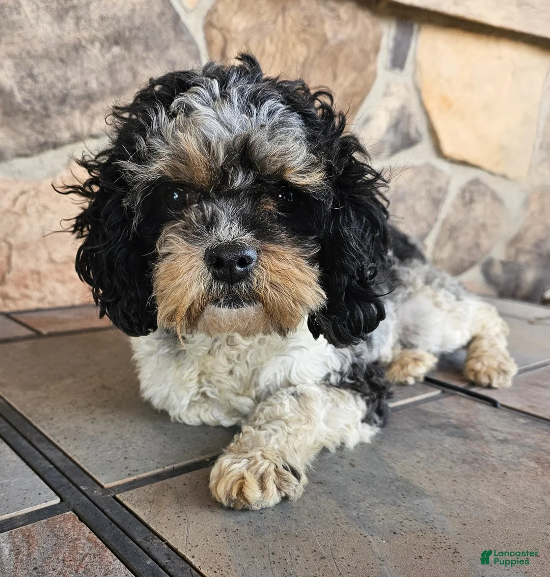 Cockapoo dogs for sale: Twinkle - Ad 6