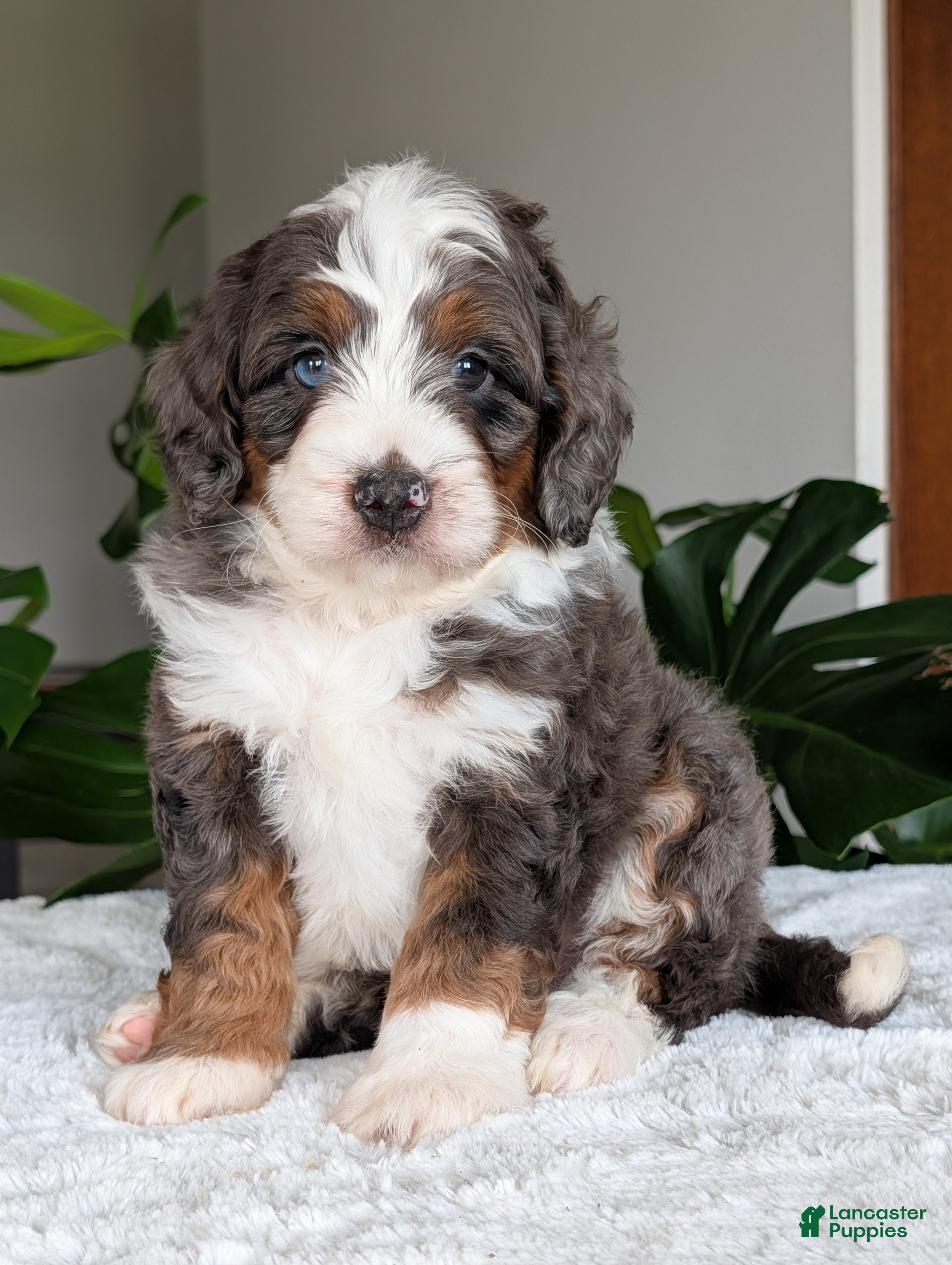 Mini Bernedoodle dogs Mini Asher  - Ad 2
