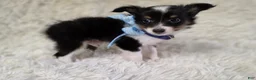 Shetland Sheepdog dogs for sale: Macke - Ad 8