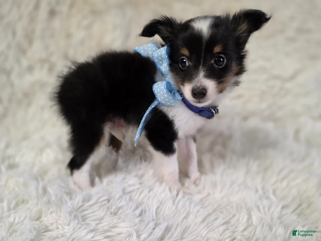 Shetland Sheepdog dogs for sale: Macke - Ad 8