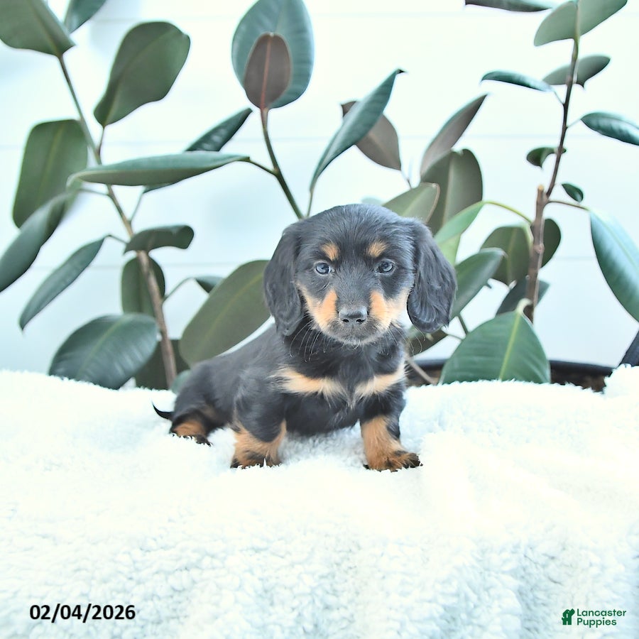 Miniature Dachshund dogs Clover - Ad 10