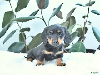 Miniature Dachshund dogs Clover - Ad 10