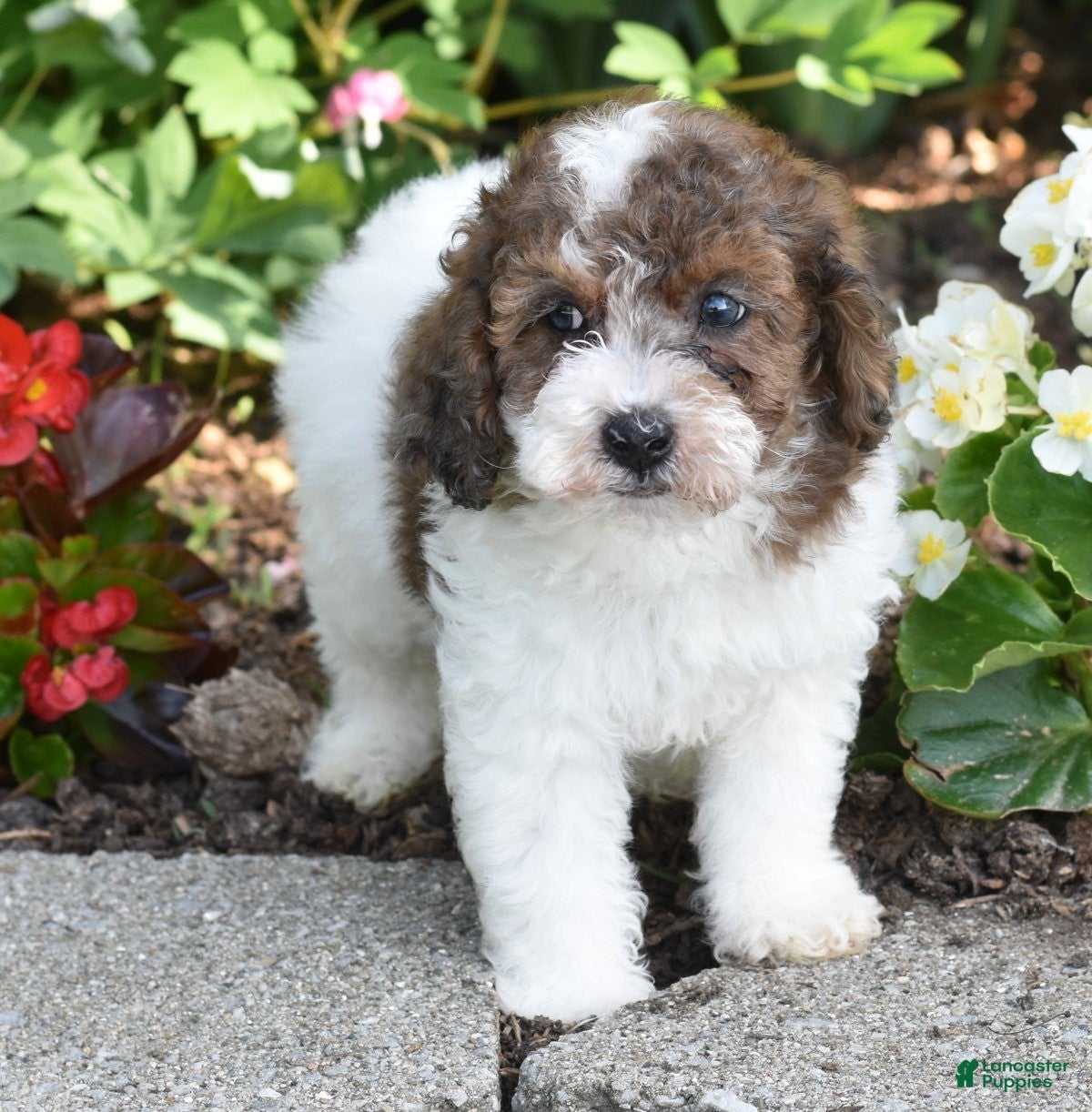 Miniature Poodle dogs for sale: Archie - Ad 3