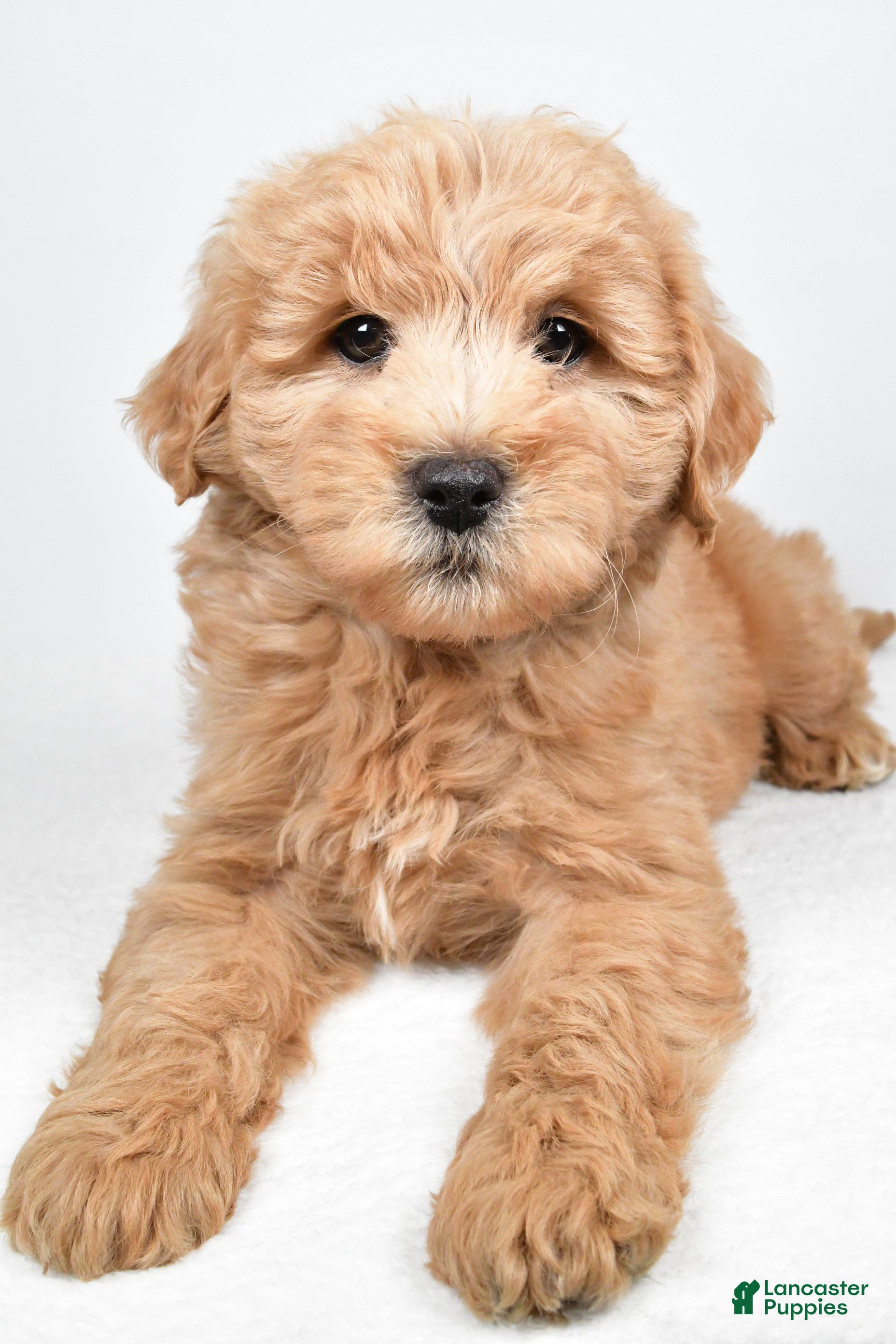 Mini Goldendoodle dogs for sale: Louie - Ad 2
