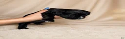 Mixed Breed dogs for sale: Zara  - Ad 13