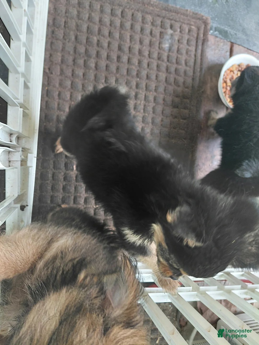 Mixed Breed dogs for sale: Betsy Ross - Ad 2
