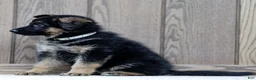 German Shepherd dogs for sale: Zorro - Ad 3