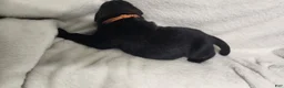 Newfoundland dogs for sale: Orange - Ad 1