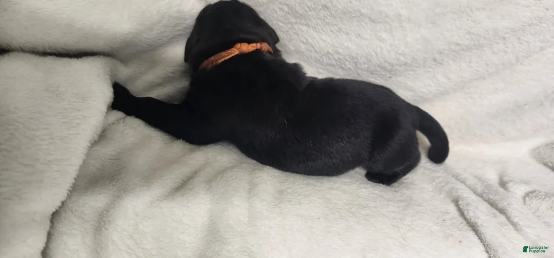 Newfoundland dogs for sale: Orange - Ad 1