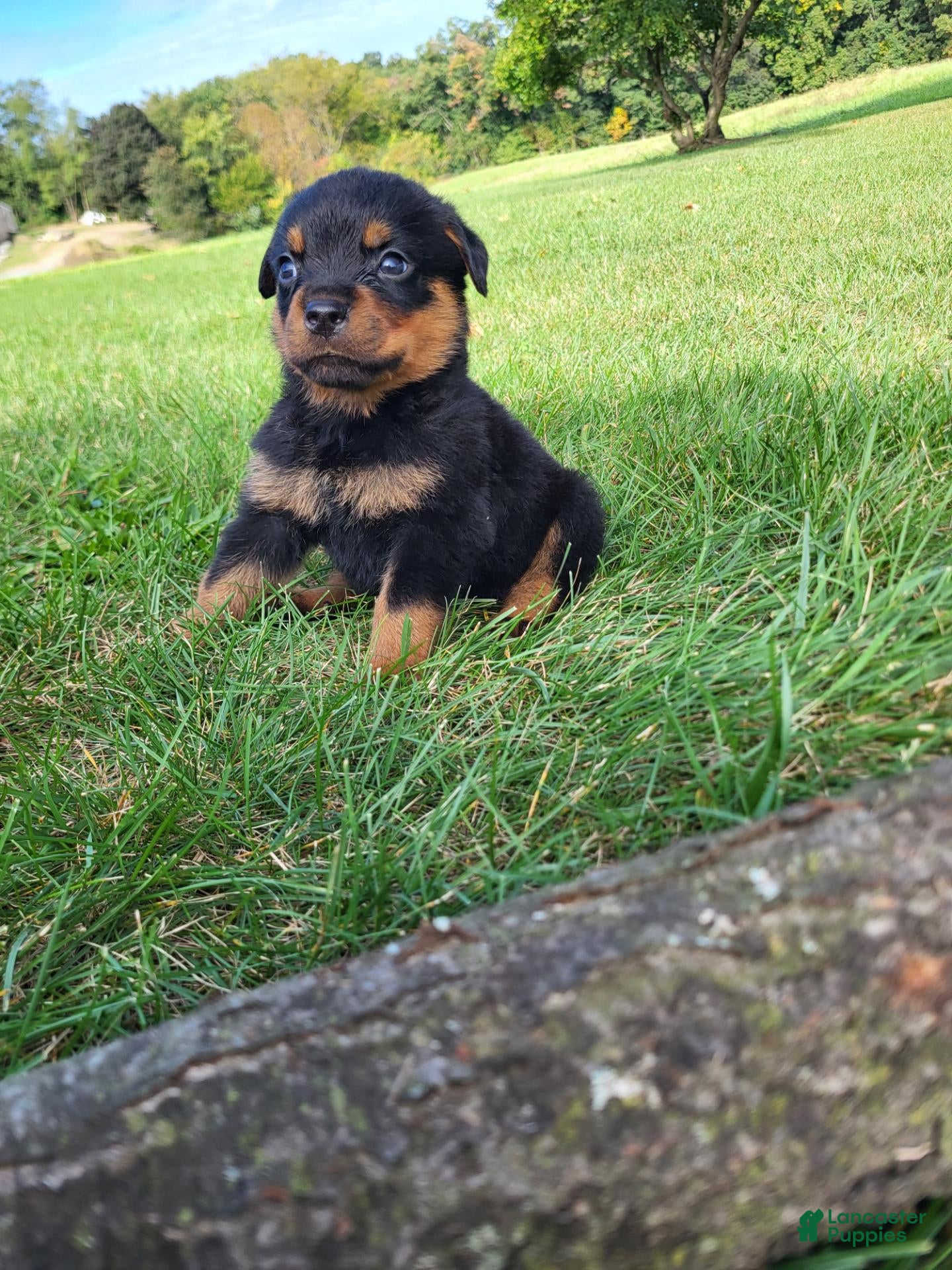 Rottweiler dogs for sale: Ping - Ad 1