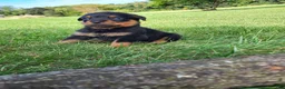 Rottweiler dogs for sale: Ping - Ad 1