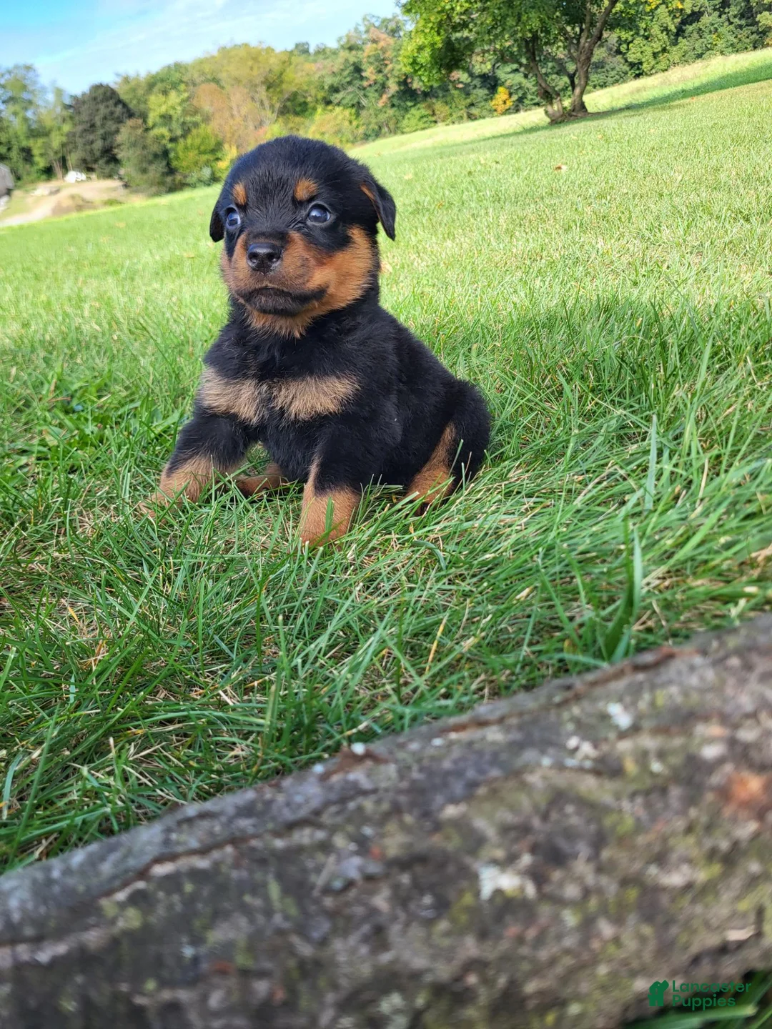 Rottweiler dogs for sale: Ping - Ad 1