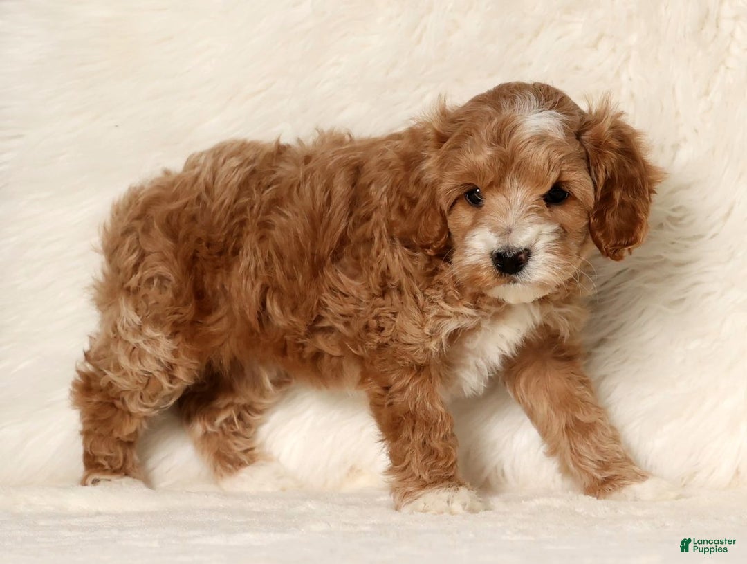 Cockapoo dogs for sale: Nicolas - Ad 3