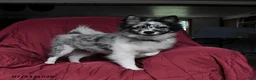 Pomsky dogs for sale: Teddy - Ad 3