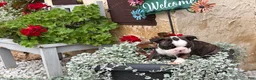 Boston Terrier dogs for sale: Kathi - Ad 13
