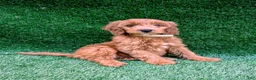 Mini Goldendoodle dogs for sale: Bella - Ad 4